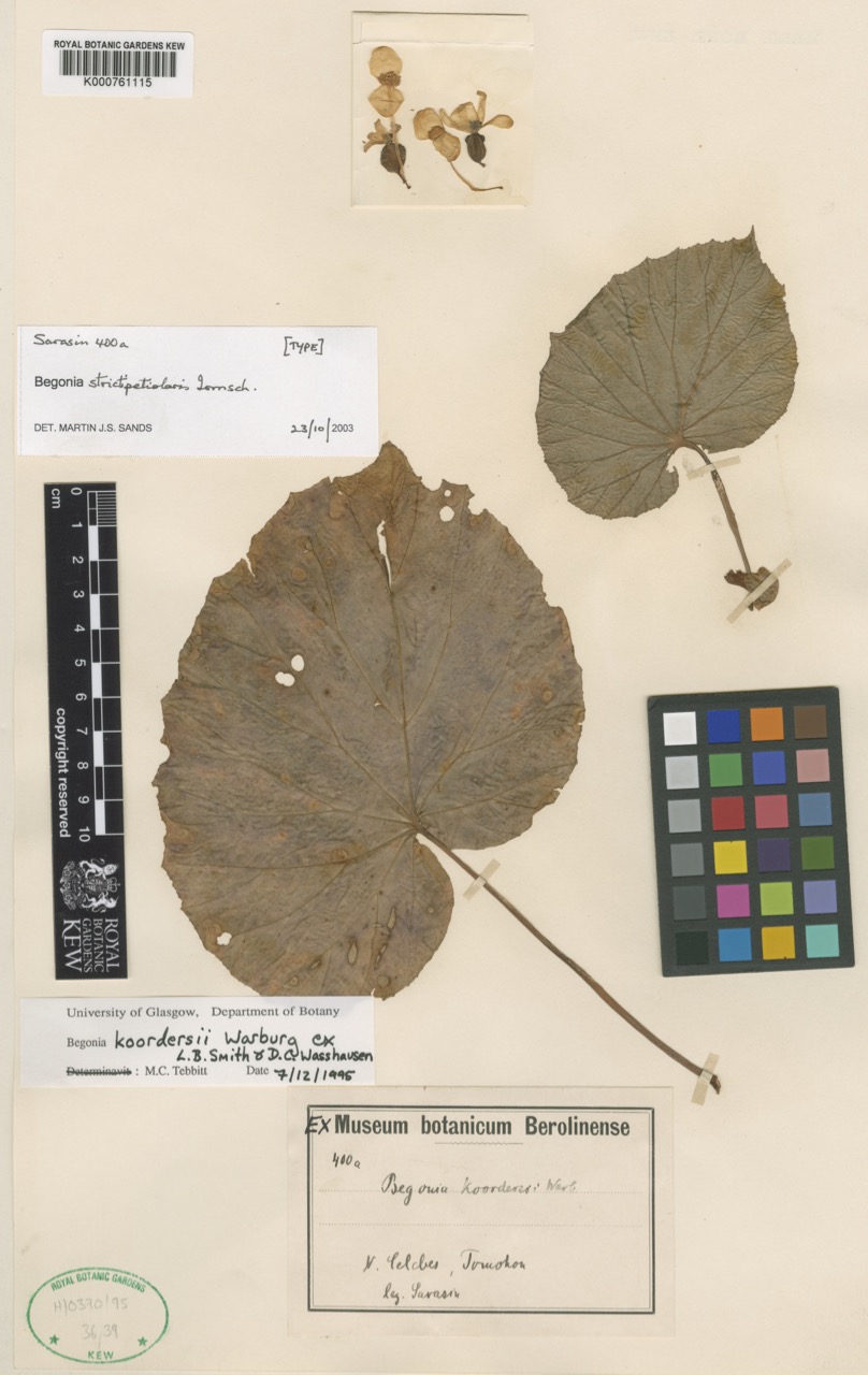 B. strictipetiolaris